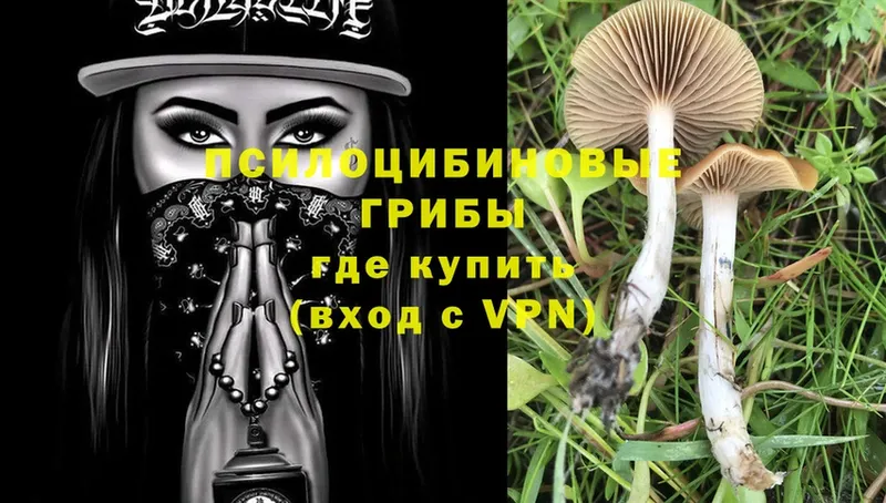 Псилоцибиновые грибы Psilocybine cubensis  закладка  Кореновск 